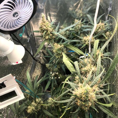 White widow  growlog timeline photo