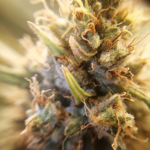White widow  growlog photo: 09:30
