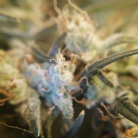 White widow  growlog photo: 09:30
