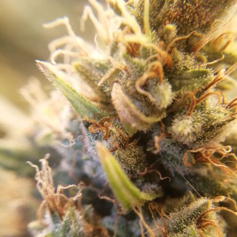 White widow  growlog photo: 09:30
