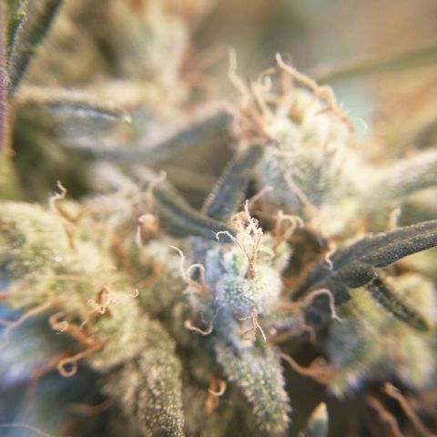 White widow  growlog photo: 09:30