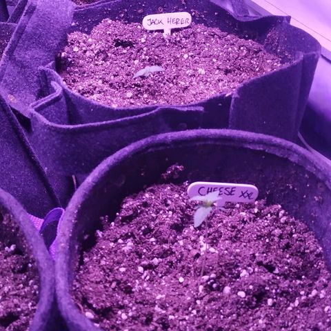 Auto Power Plant growlog timeline photo