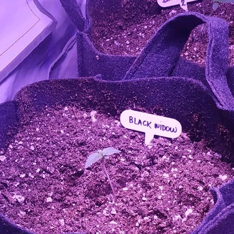Auto Power Plant growlog timeline photo