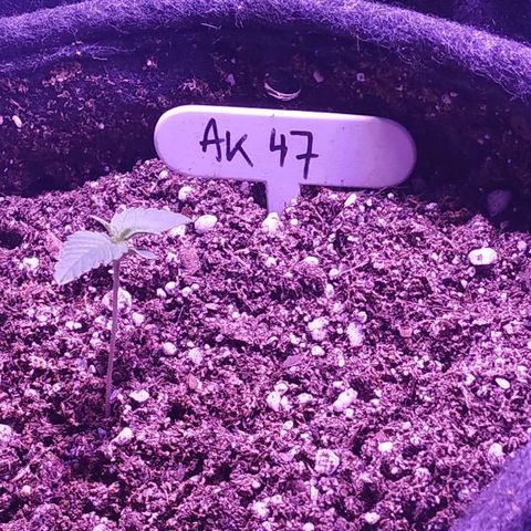 Auto Power Plant growlog timeline photo