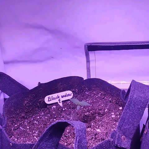 Auto Power Plant growlog timeline photo