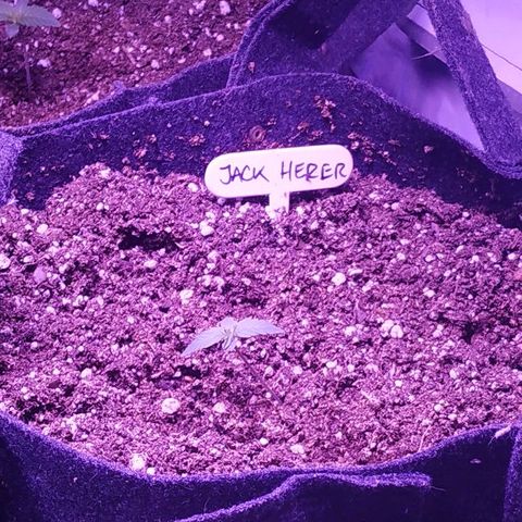 Auto Power Plant growlog timeline photo
