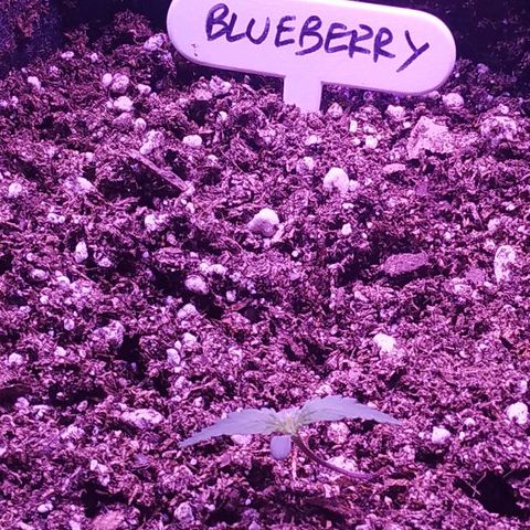 Auto Power Plant growlog timeline photo