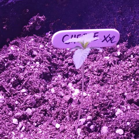 Auto Power Plant growlog timeline photo