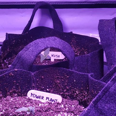 Auto Power Plant growlog timeline photo