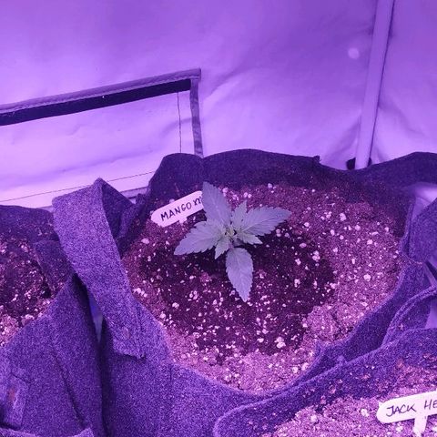 Auto Power Plant growlog timeline photo