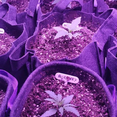 Auto Power Plant growlog timeline photo