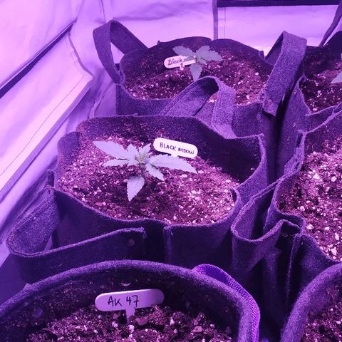 Auto Power Plant growlog timeline photo