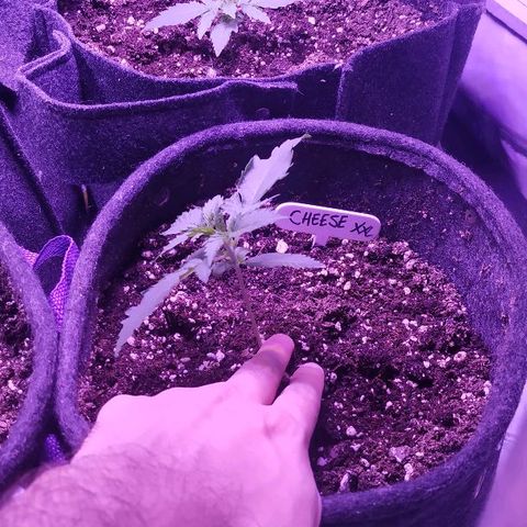 Auto Power Plant growlog timeline photo