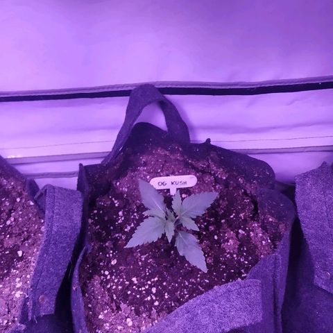 Auto Power Plant growlog timeline photo