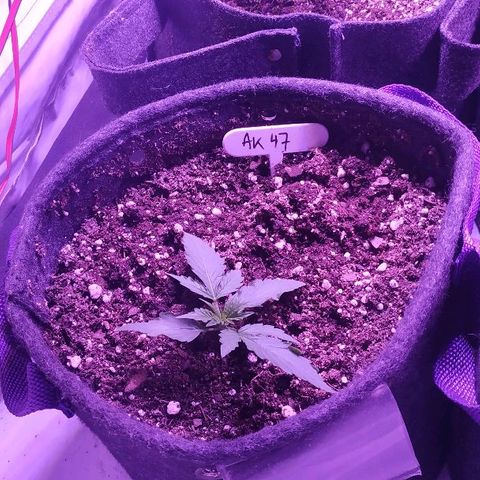 Auto Power Plant growlog timeline photo