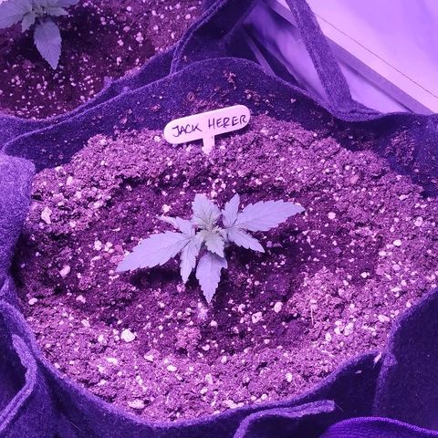 Auto Power Plant growlog timeline photo