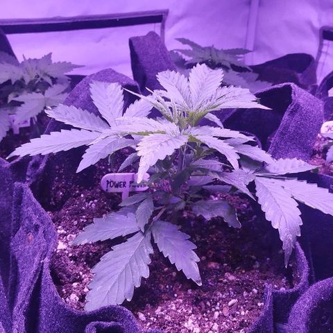 Auto Power Plant growlog timeline photo