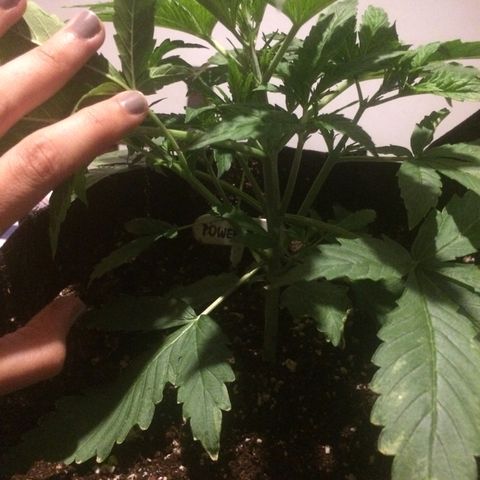 Auto Power Plant growlog photo: 18 cm
3 nodos
