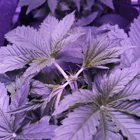 Auto Power Plant growlog photo: Topping 