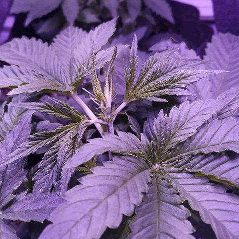 Auto Power Plant growlog photo: Topping 
