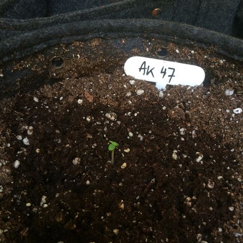 Auto Power Plant growlog timeline photo
