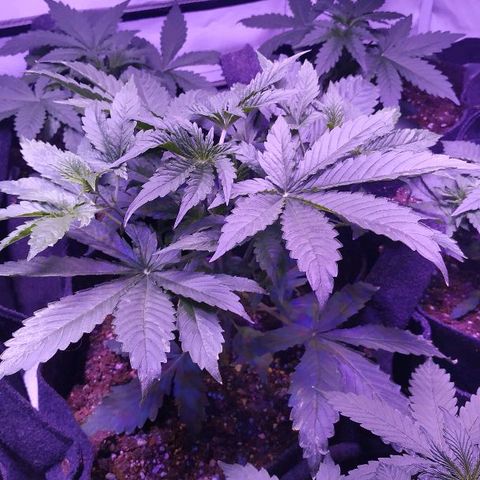 Auto Power Plant growlog timeline photo