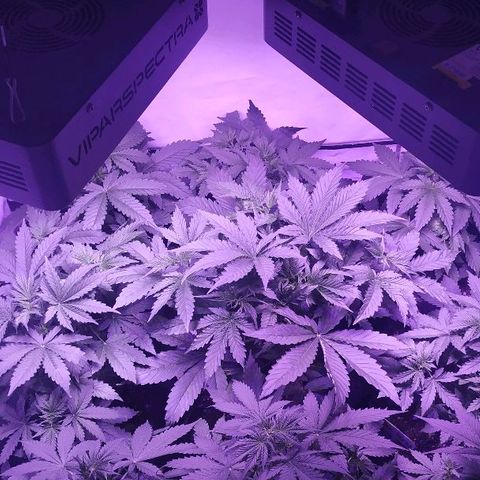 Auto Power Plant growlog timeline photo