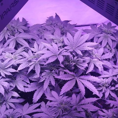 Auto Power Plant growlog timeline photo