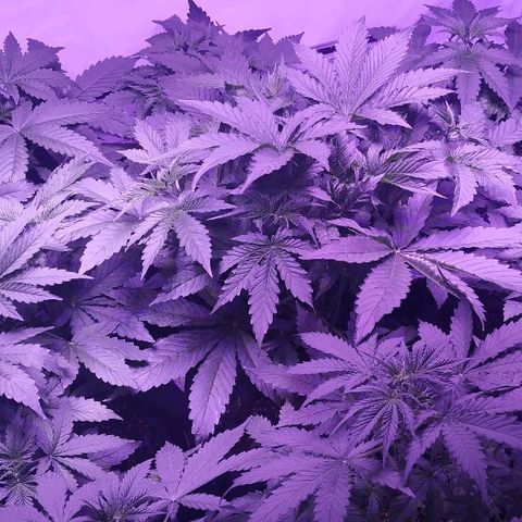 Auto Power Plant growlog timeline photo