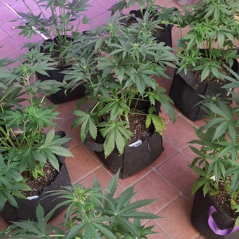Auto Power Plant growlog timeline photo