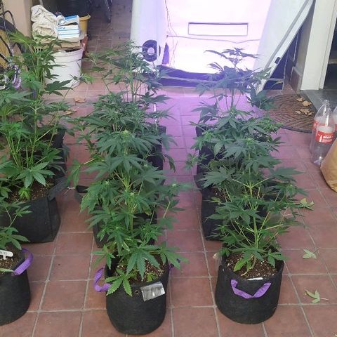 Auto Power Plant growlog timeline photo