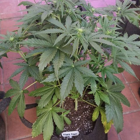 Auto Power Plant growlog timeline photo