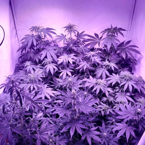 Auto Power Plant growlog timeline photo