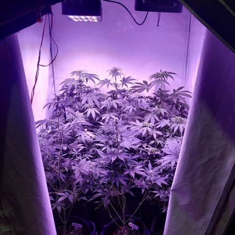 Auto Power Plant growlog timeline photo