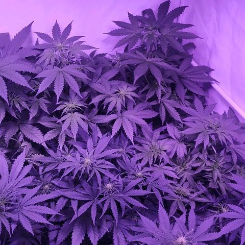 Auto Power Plant growlog timeline photo