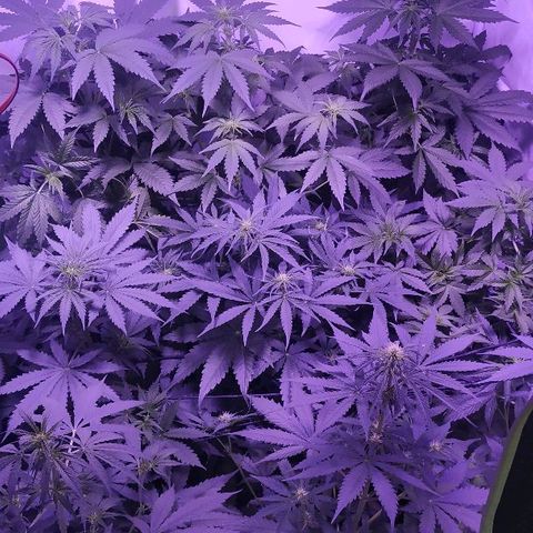Auto Power Plant growlog timeline photo