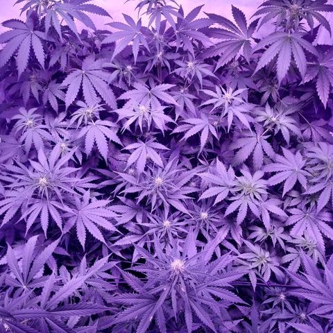 Auto Power Plant growlog timeline photo