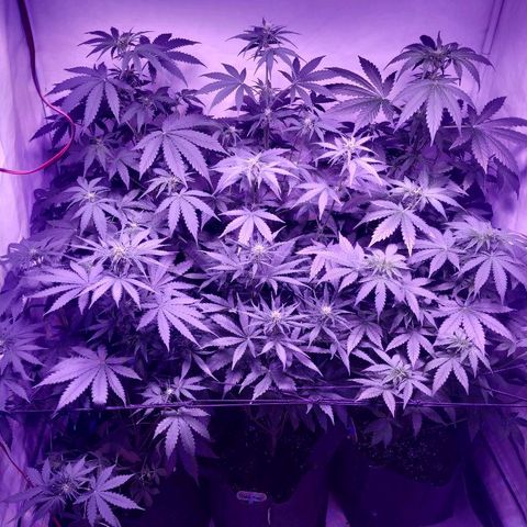 Auto Power Plant growlog timeline photo