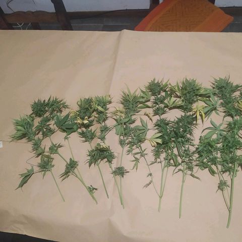 Auto Power Plant growlog timeline photo