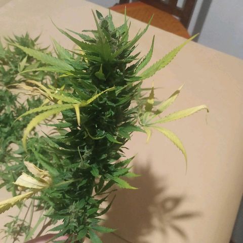 Auto Power Plant growlog timeline photo