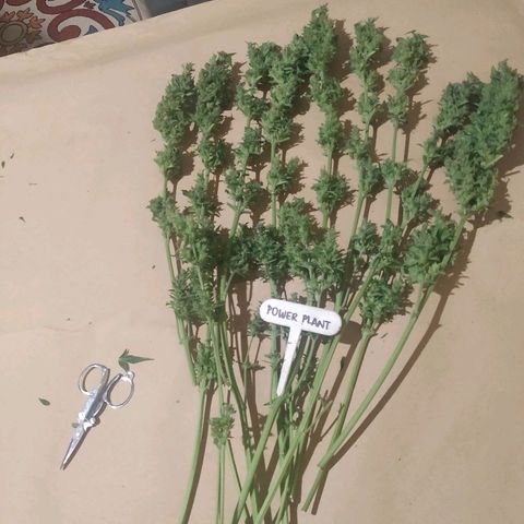Auto Power Plant growlog timeline photo