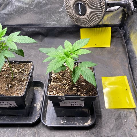 Ice Cool #1 growlog timeline photo