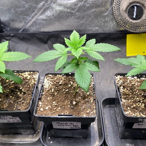 Chocolate Rainbow XXL  #2 growlog timeline photo