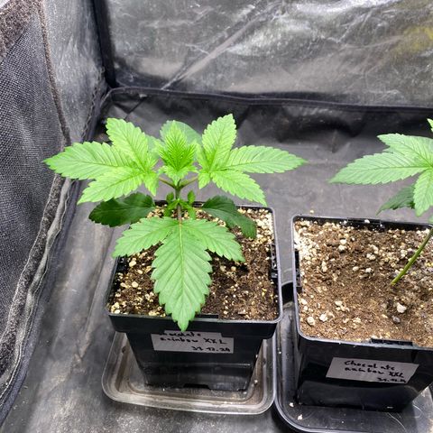 Chocolate Rainbow XXL  #1 growlog timeline photo