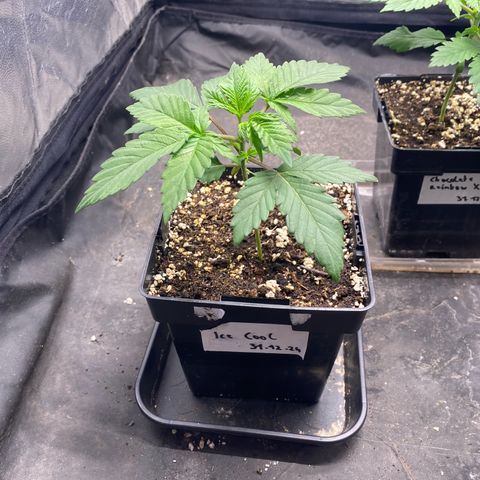 Ice Cool #1 growlog timeline photo
