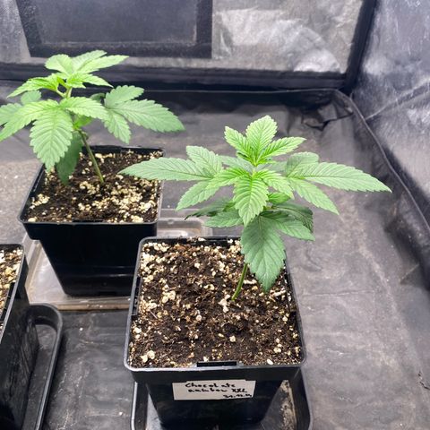 Chocolate Rainbow XXL  #2 growlog timeline photo