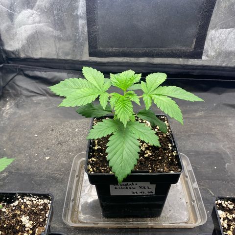 Chocolate Rainbow XXL  #1 growlog timeline photo