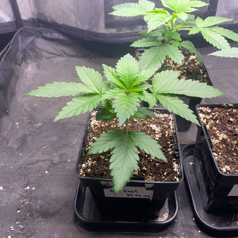 Ice Cool #1 growlog timeline photo