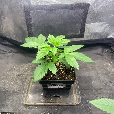 Chocolate Rainbow XXL  #1 growlog timeline photo