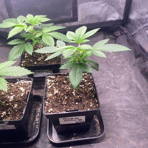 Chocolate Rainbow XXL  #2 growlog timeline photo